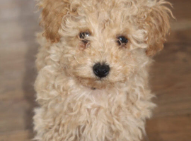 Holistic Maltipoo Puppies