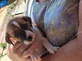 One Jack Russell Puppy girl