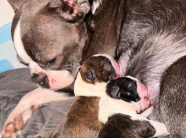 Kc Boston terriers