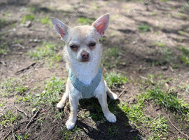 Heartbreaking decision, loving home wanted for our little Chihuahua