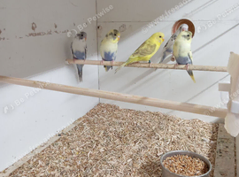 Baby budgies for sale &pound;20 each