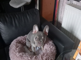 Grey female french bulldog