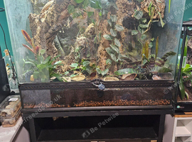 Madagascan giant day gecko & terrarium