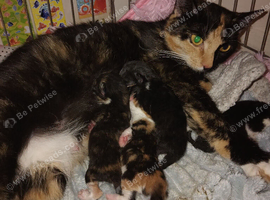 Beautiful kittens