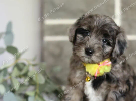 Beautiful Maltipoos Puppies