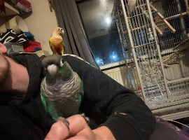 2 conures and large cage for sale