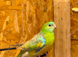 Redrump parakeets pair