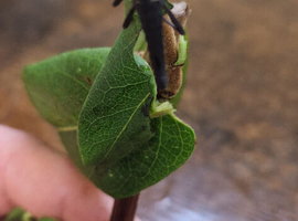 Black beauty stick insects for sale