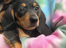 Mini dachshund