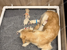 6 beautiful golden retriever boys