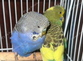 2 male budgies and cage