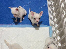 4 beautiful chihuahuas