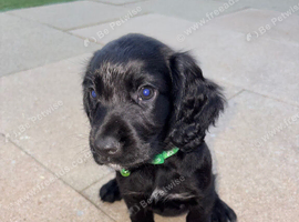 Stunning cocker spaniel puppies