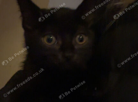 two 9week old kittens