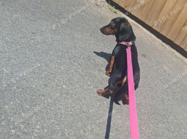 dachshund girl