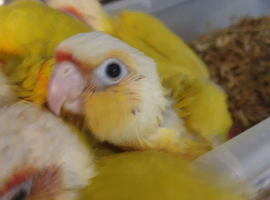 Hand reared baby suncheek conures