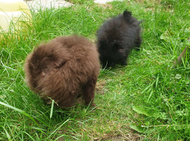 2 small house trained Pomeranians finally big enough to leave