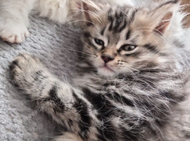 Gorgeous Maine Coon x Persian Kittens - &pound;450 Each!