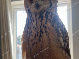 Owl looking for a rehome