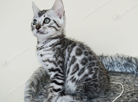 Ready Silver Black Rosette Bengal Kitten