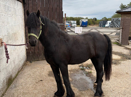 Bombproof happy hacker 13hh gelding
