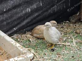 King/Chinese painted quail