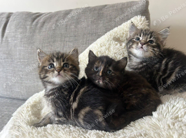 Kittens for Sale