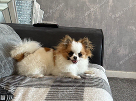 Beautiful pomchi