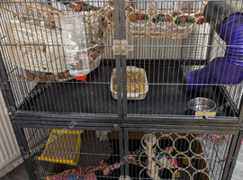 4 handsome boy rats for Free enclosure included