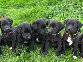 Labrador X Huntaway Puppies