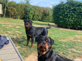 Ready NOW KC Registered Male Rottweiler Puppies