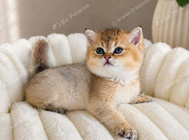 British Shorthair Kittens & Cats for Sale