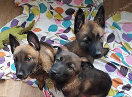 Malinois Belgum shepherd pups