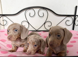 Gorgeous litter of Miniature Dachshund Puppies