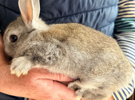 Netherland Dwarfs
