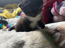 Ready to leave August brown and white kitten