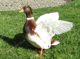 Chocolate Silver Call Duck