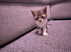8 beautiful kittens