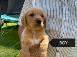 Fox red puppies