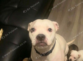 american bulldog puppies