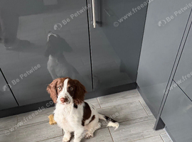Springer spaniel bitch