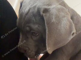 Beautiful blue cane corso puppy