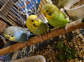 Tame baby budgies