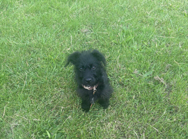 Cockapoo schnauzer mix puppy