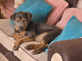 2 cane corso cross