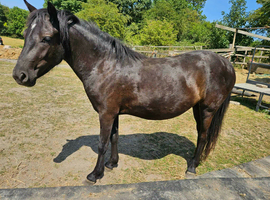 11.2 Dartmoor 2yr old filly