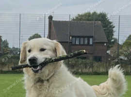 For stud proved  Show line K.C Registered Golden Retriever