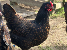 Hatching eggs gold laced Barnevelder LF &pound;3 each