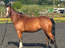 16.1h ISH 6 year old mare