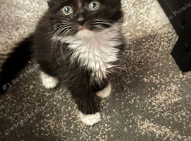 Kittens